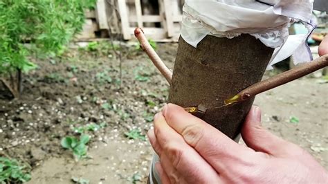 Как с помощью дрели привить дерево