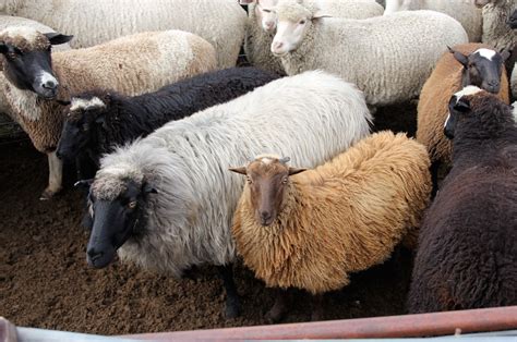 The Sheep — Tierra Wools