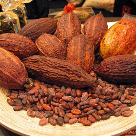 Какао (Theobroma cacao): купить 2 семени с доставкой на Tropics Seeds