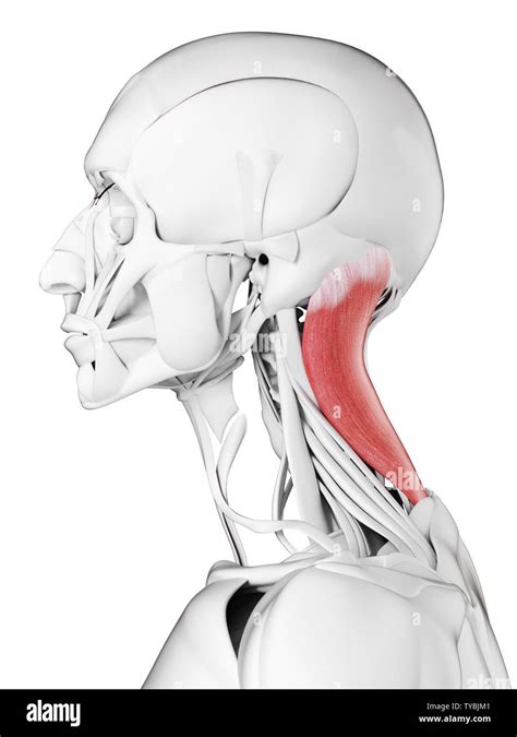 Splenius capitis muscle hi-res stock photography and images - Alamy