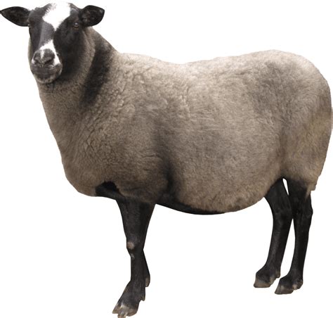 Sheep Png Image Transparent HQ PNG Download | FreePNGimg