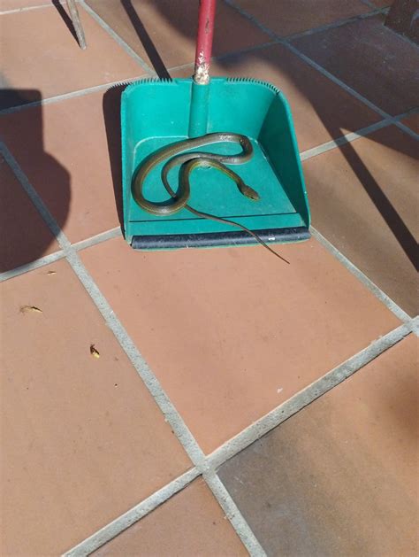 What is this snake? Found it in Colombia, Bucaramanga Santander : r ...