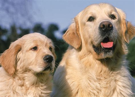 Canine Archives - ContinentalPlastic