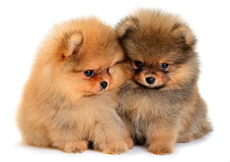 Cute Fluffy Dogs Wallpapers - Wallpaper Cave