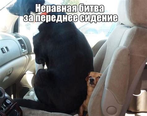 Пин от пользователя Александр Юрьевич Чех на доске Доги | Картинки, Себу
