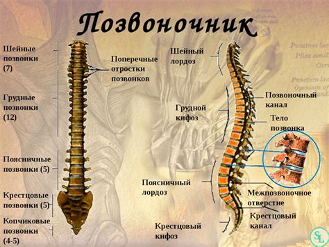 Позвоночник человека - анатомия, позвонки, изгибы и отделы