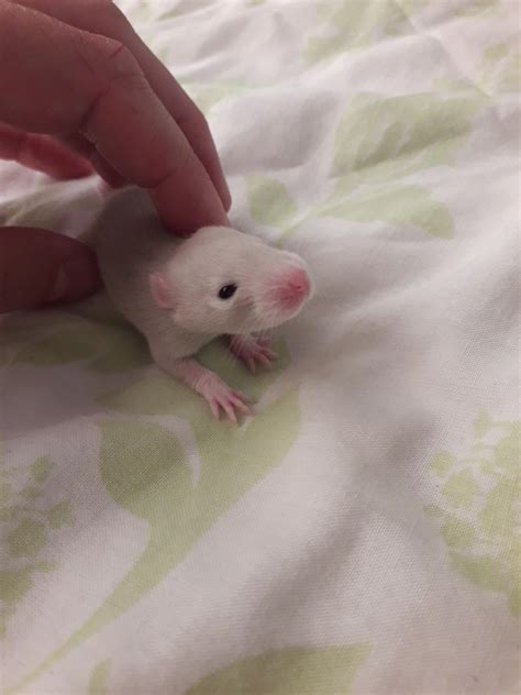16 days old, eyes open! : r/RATS