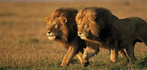 LEONES | Donde y CUÁNTO VIVEN LOS LEONES y cuánto pesan