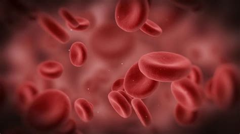 Megaloblastna anemija - Stručna literatura - Moja Medicina