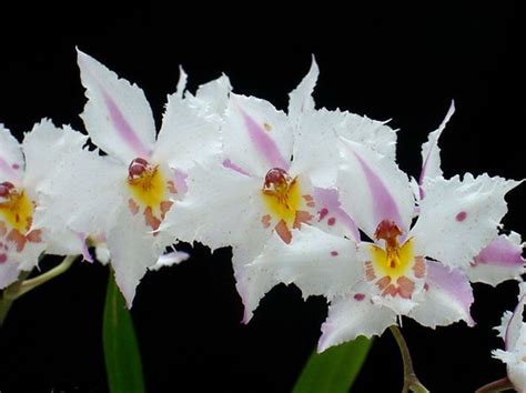 Odontoglossum crispum Lindl. (1845) | Var. 5 Species from th… | Flickr