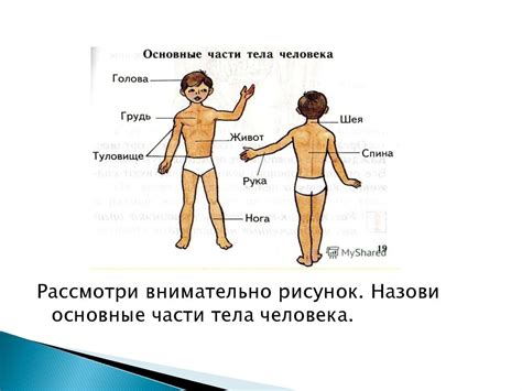 Твой организм. Основные части тела человека - online presentation