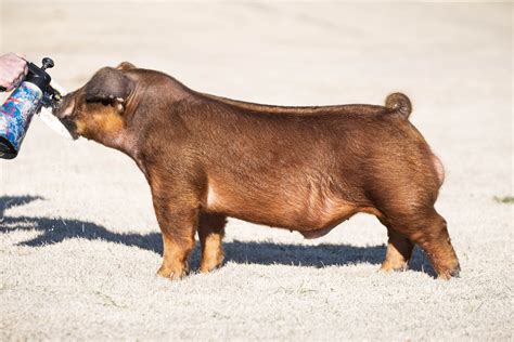 FRONT LINE — Winter Livestock & Feed