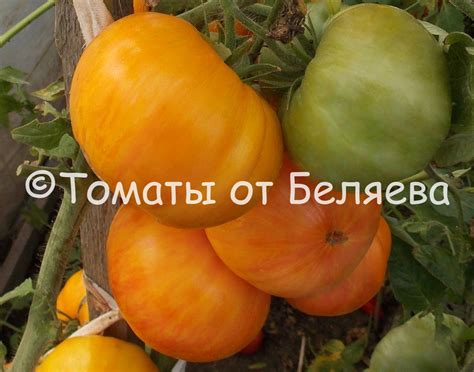 Томат Джорджия полосатая • Описание, ОТЗЫВЫ(7), фото, семена, купить ...