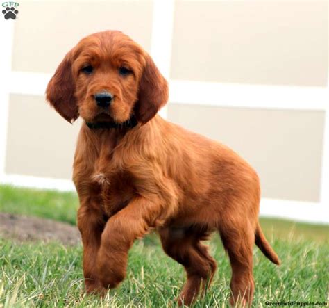 Irish Setter Mix Puppies for Sale | Greenfield Puppies