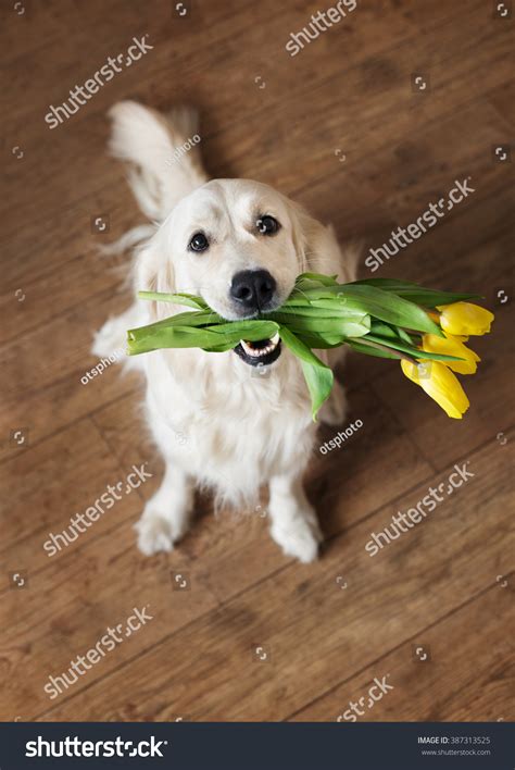 Dog Holding Flowers Stock Photo 387313525 | Shutterstock