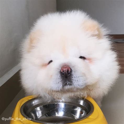 This Potato Is Taking Instagram By Storm, And Its Photos Are Just Too ...
