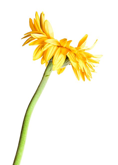 flower pictures free 5