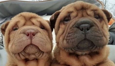 14 Adorable Facts About Shar-Peis - The Dogman
