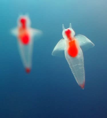 makeup & beauty blog by Andy Lee Singapore: Hokkaido sea angel - Clione
