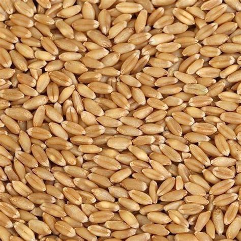 wheat manufacturerwheat supplier  exporter  delhi india