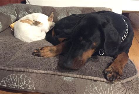 Doberman and child - Doberman Blog