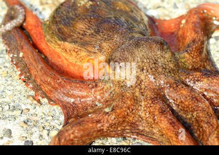 common octopus octopus vulgaris  japan stock photo alamy