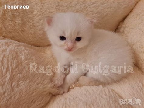 Рагдол котка / регдол коте / Ragdoll Cat в Други в гр. София ...