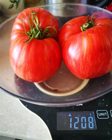 Томат Долговязая Салли: описание сорта, отзывы, фото | tomatland.ru