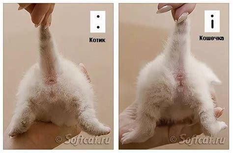 Как Распознать Котенка Мальчик Или Девочка Фото