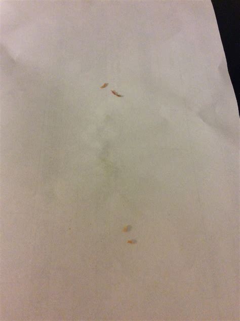 Hello. My 7 week old puppy has had worms in his poop. It's not in every