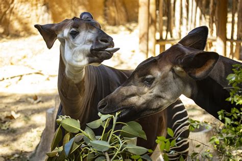 How To See The San Diego Zoo Pandas: Tips, History & Tickets
