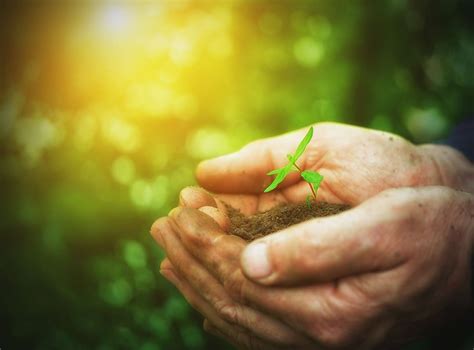 Replant After Tree Removal | TPS Tree Services