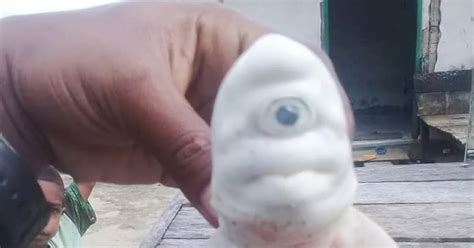'Cyclops' albino baby shark with one eye absolutely baffles fishermen ...