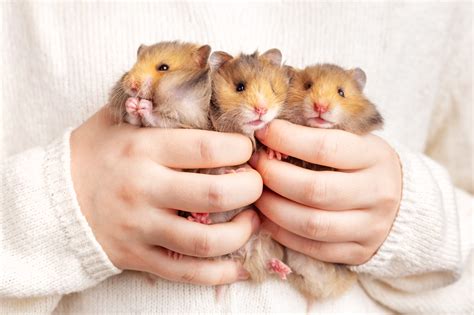 good house pets 2
