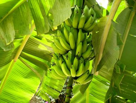 images fruit food produce yellow mature flowering plant