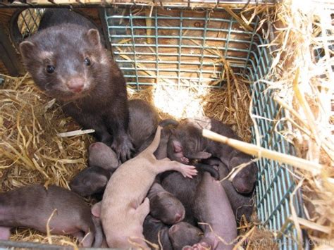 mink  babies desi comments
