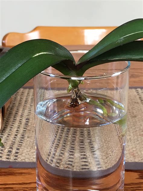 Adjusting your water culture method to keep your orchids happy – Artofit