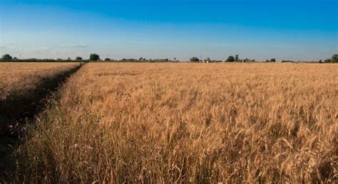 premium photo wheat farm