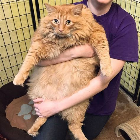 'Big Boy' 35-Pound Cat Named Bazooka Finds New Home