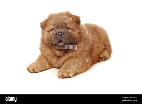 fluffy chow-chow puppy isolated Stock Photo - Alamy