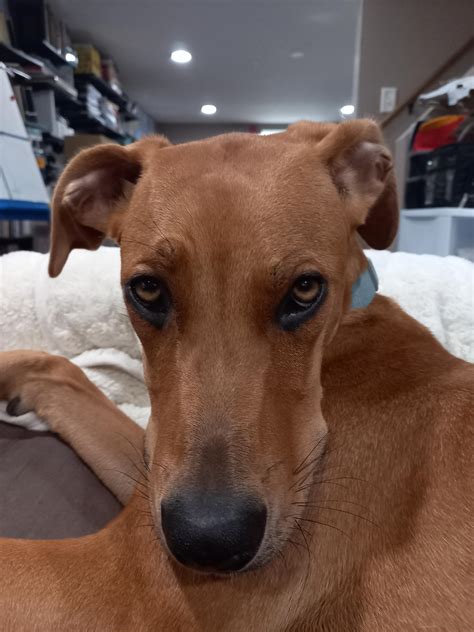 why the long face : DOG