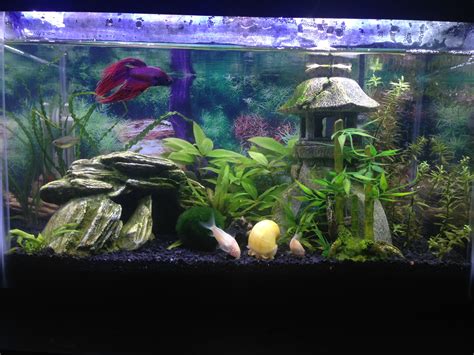 Aquarium Decorations – Atlanta Area Aquarium Association