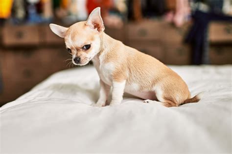 The 5 Best Chihuahua Breeders In Ontario