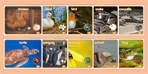 Oviparous Animals Photos (teacher made) - Twinkl