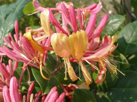 Жимолость вьющаяся Серотина (Lonicera periclymenum Serotina) купить ...