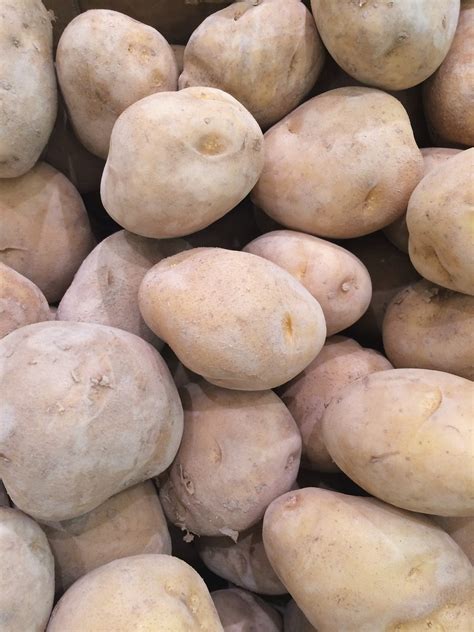 Безплатна снимка : растение, храна, продукция, зеленчук, Япония, жив ...