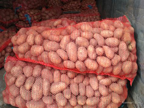 Продам Картофель крупный, картофель семенной купить в Красноярском крае ...
