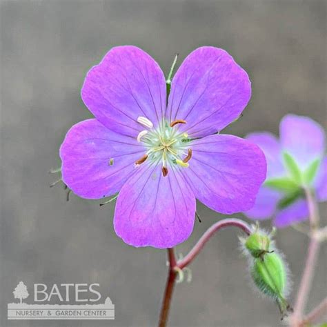 geranium maculatum ngn spotted wild cranesbill native tn