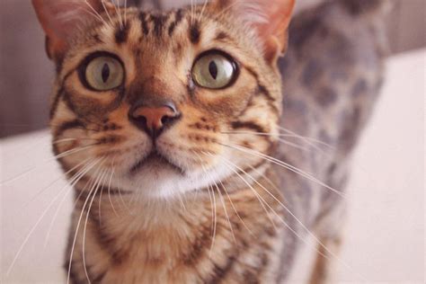 Бенгальский кот