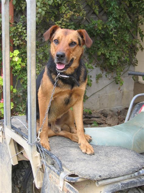 Woolshed 1: Farm working Dogs in New Zealand. 9. Basic Nutrition